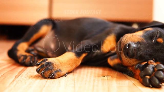 A puppy breed doberman sleeping in slow motion. Little cute dog. смотреть онлайн