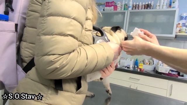 СЪЕЗДИЛИ В ВЕТКЛИНИКУ И НА РЫНОК 🌺26.03.22 смотреть онлайн
