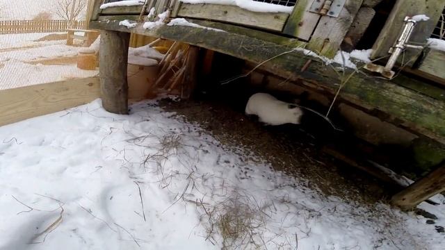 Обзор Породы Калифорнийский Кролик | Дневник Кроликовода №32| Арболитич смотреть онлайн