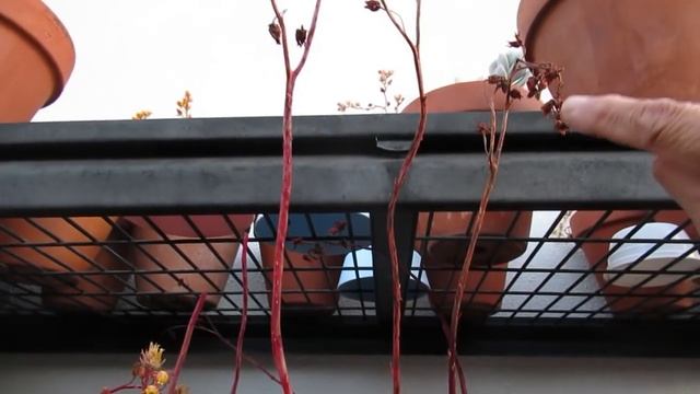 COLLECTING ECHEVERIA ROMEO SEEDS | GSwLK смотреть онлайн