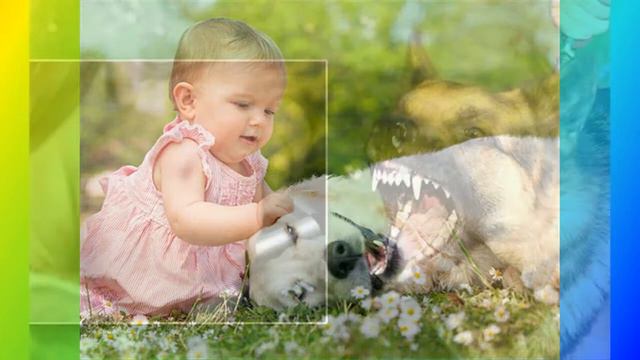 Dạy trẻ phòng tránh chó cắn смотреть онлайн