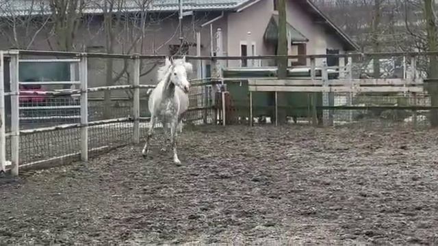 Арабская кобыла из Румынии на продажу. смотреть онлайн