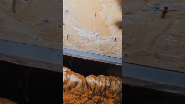 ?Дом утеплен пеной! что стало с Polynor через 5 лет! #утепление #сам #утеплениедома