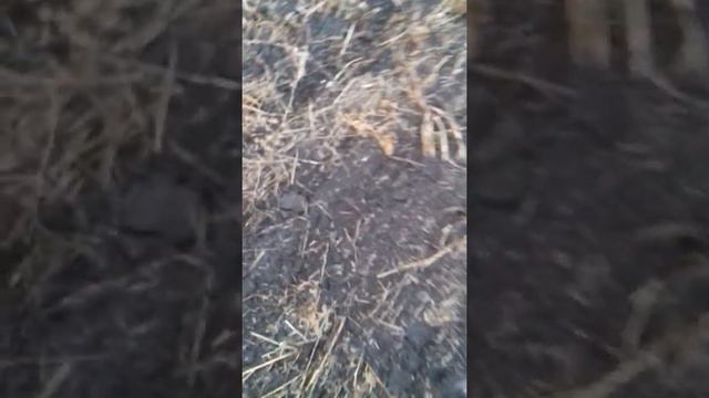 посеяли подзиму яровую пшеницу экада озимый ячмень атлин и озимую пшеницу тринити 7 ноября 2021г смотреть онлайн