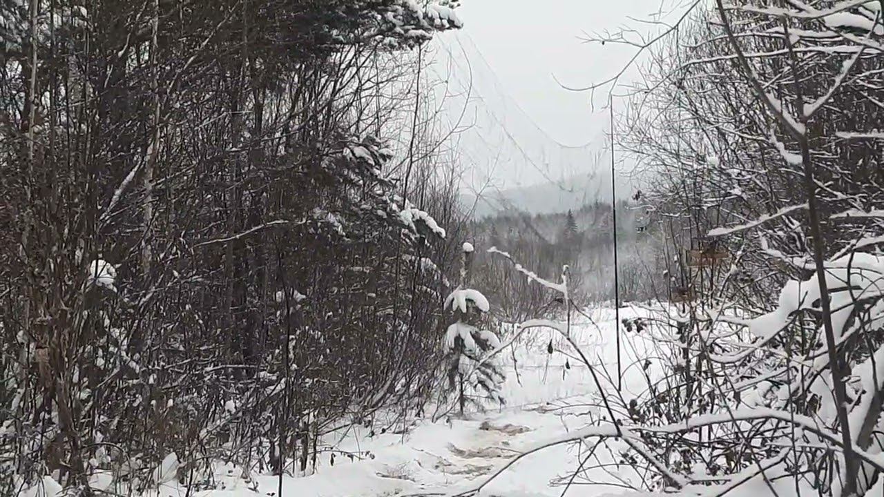 Ловля певчих птиц 30 ноября 2022 год. смотреть онлайн