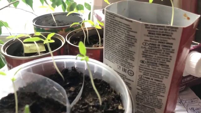 2 марта. Весна - привет! Рассада томатов Бычье сердце смотреть онлайн