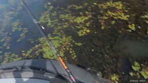 ОХОТА НА САЗАНА С АРБАЛЕТОМ (август 2021)