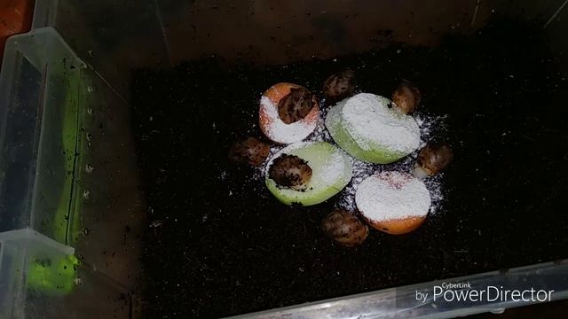 Детки-конфетки. Архахатина маргината Овум и сп. Бенин