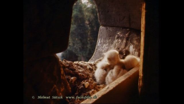 Kulturfolger Turmfalke – Doku 16 mm Film (c) 1999 смотреть онлайн
