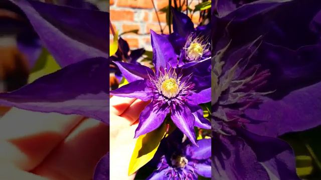 Клематис сорт Multi Blue смотреть онлайн