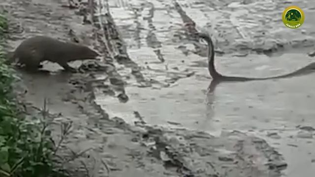 सांप और नेवले की दिल दहला देने वाली लड़ाई | Snake vs Mongoose Fight смотреть онлайн