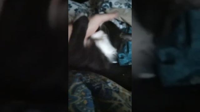 Кошка Львица смотреть онлайн