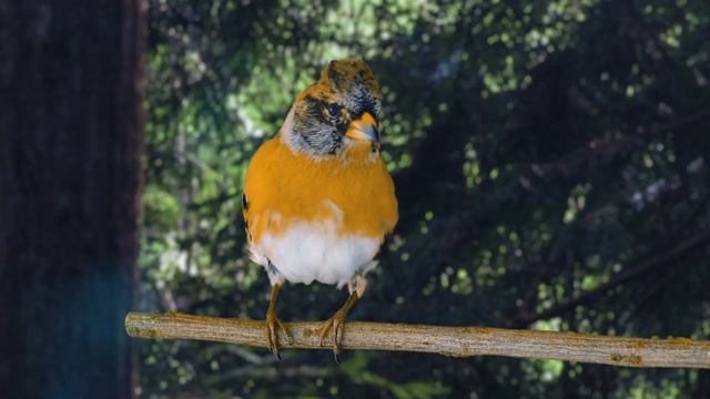 Xbox Game Bar - Animal Wingdom смотреть онлайн