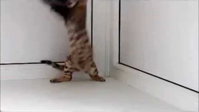 bengal kittens.Бенгальские котята Киев "Bengalocat" смотреть онлайн