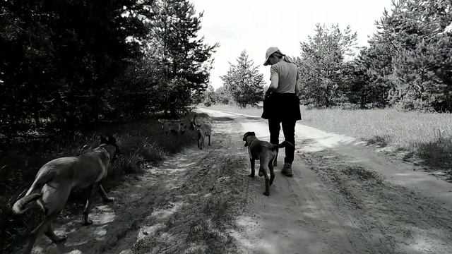 прогулка с малинуа бельгийская овчарка/  Walk Belgian Shepherd Malinois
