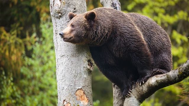 Картинка животное. Медведь, зверь, Imagine, Animale, Urs, bestie, JPEG. смотреть онлайн