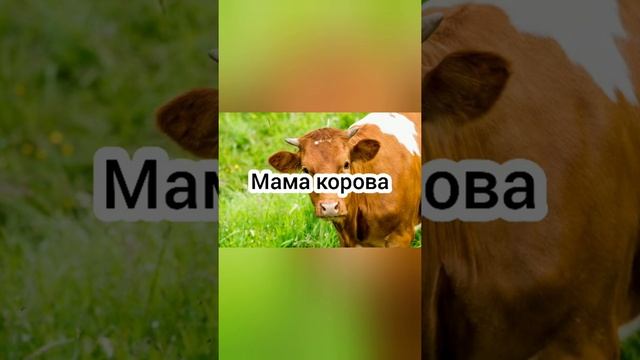 Оранжевая корова в реальной жизни! #Sports #оранжеваякорова смотреть онлайн