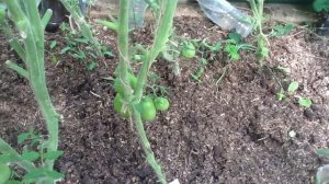 томат "МОСКОВСКИЙ ДЕЛИКАТЕС". Дегустация