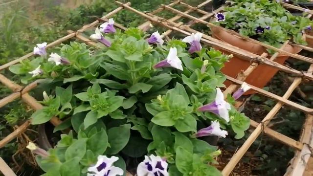 My petunia flower super blooming смотреть онлайн