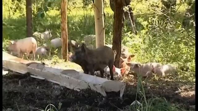 Малый бизнес в Оренбургской области смотреть онлайн