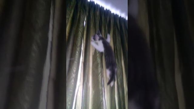 Кот залез на шторы смотреть онлайн