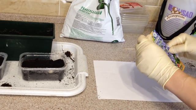 Как вырастить рассаду ампельных цветов. смотреть онлайн