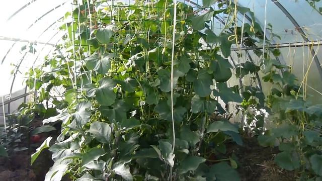 Как в теплице вырастить дыни, большие и сладкие? смотреть онлайн