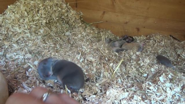 Маточникам нет!!! Душегубка!