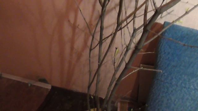 сирень зимой 9 декабрь версия 3 смотреть онлайн