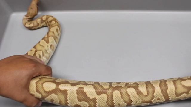Long Awaited Update On My Python Hybrids! смотреть онлайн