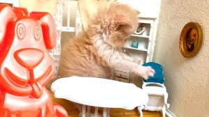 Малютка котик живёт в своём малюсеньком домике вместе с хомячком. Желейный Стасик ели влез в дверь.