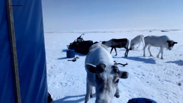 У вас соли не будет? смотреть онлайн