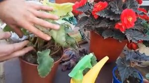 Как Сохранить Бегонию Клубневую Зимой Важно Обрезка Куста???.mp4