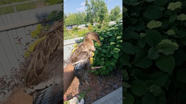 Поймал руками дикую утку. смотреть онлайн