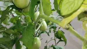 Обзор Огорода на Балконе 2022. Октябрь.