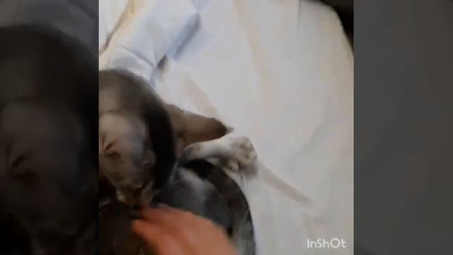 чаузисбт #kitten #pets #cat #котики #чаузи #котята #chausie #animals #breeder #nature смотреть онлайн