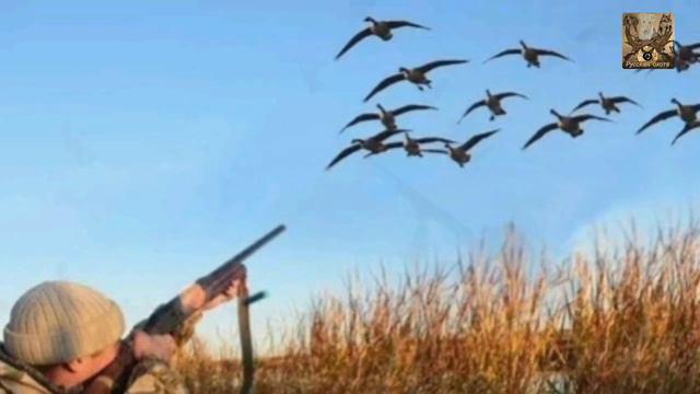 Охота на гуся по новым правилам охоты и сигнальный жилет. смотреть онлайн