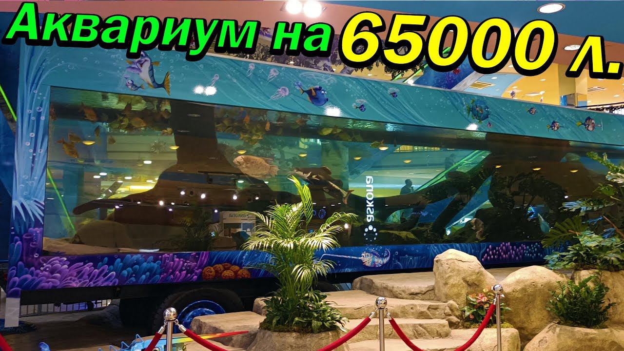 Огромный аквариум на 65 тонн! Обзор аквариумов ТЦ Грант смотреть онлайн