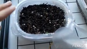 примула от А до Я / от посева до цветения / как вырастить первоцвет из семян в домашних условиях