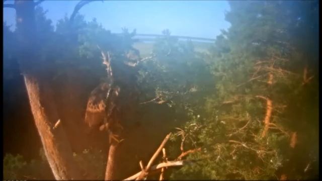 Птенцы Белохвостого орла Эстония 01.07.2016 г смотреть онлайн