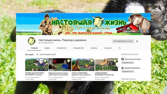 ИХ ОКАЗАЛОСЬ ЕЩЕ БОЛЬШЕ!! ВСЕ НА ПРОДАЖУ СРОЧНО!!!НУБИЙСКИЕ КОЗЛЯТА ИЗ НАСТОЯЩЕЙ ЖИЗНИ! смотреть онлайн