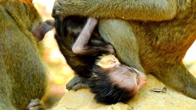 Millions Million sad, Review This Video Before Poor Calvin RIP. смотреть онлайн