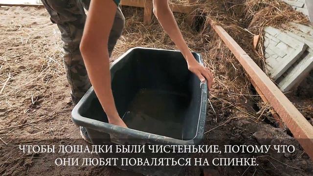 Животный Мир. День из жизни волонтёра. смотреть онлайн