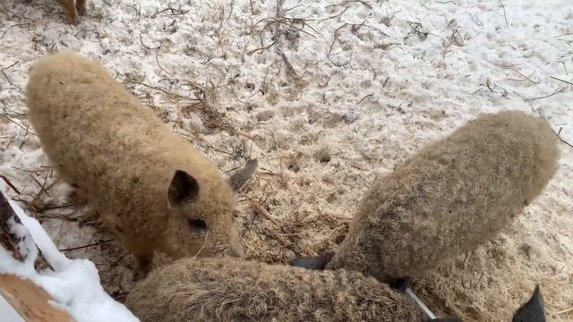 Венгерская Мангалица в 5 мес смотреть онлайн