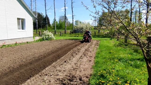 Посадка картошки мотоблоком с передним адаптером. 2023 год. смотреть онлайн