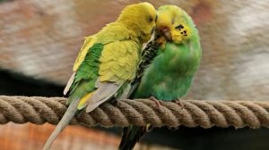 Пение волнистых попугаев 1 час. Не навязчивое пение птиц.