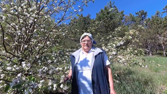 В чем польза ДИКОЙ ЯБЛОНИ? Чай из цветков, листьев, плодов смотреть онлайн