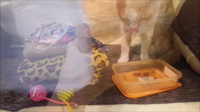 MOCHILA🧰 DE EMERGENCIA PARA GATOS👩⚕️ KLOY&BIGOTES смотреть онлайн