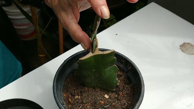 As etapas do enxerto flor maio смотреть онлайн