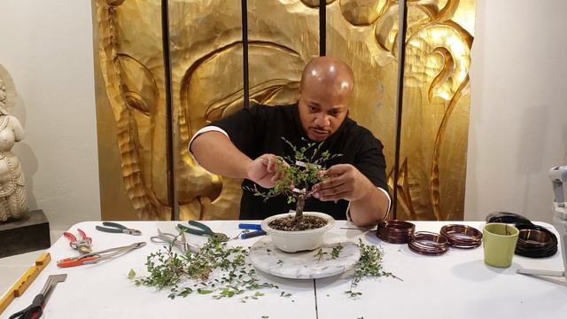Pruning a Chinese Elm Bonsai смотреть онлайн